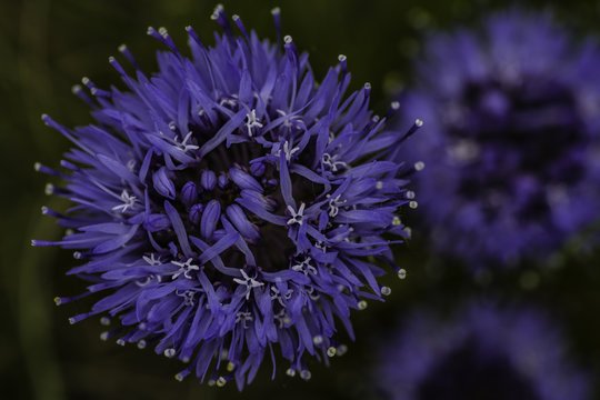 Jasione montana