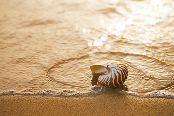 seashell nautilus on sea beach with waves under sunrise sun light