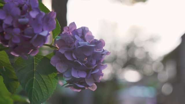 Hydrangea swaying in the wind
風に揺れるアジサイ