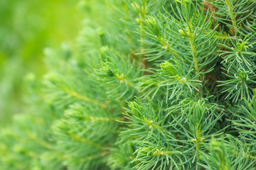 Decorative fir needles close up. Green pine background..