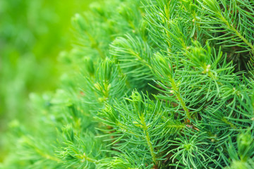 Fototapeta premium Decorative fir needles close up. Green pine background..