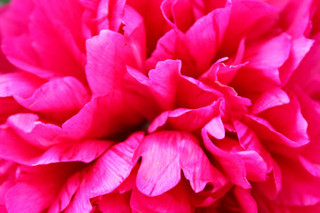 Bright, crimson peony flower closeup. Pink Bud of rose with open petals..