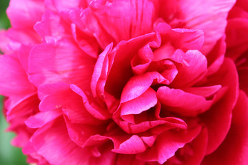 Bright, crimson peony flower closeup. Pink Bud of rose with open petals..