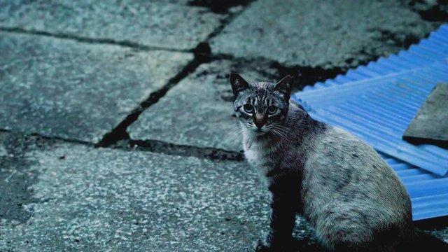 Quier cat
静かな猫