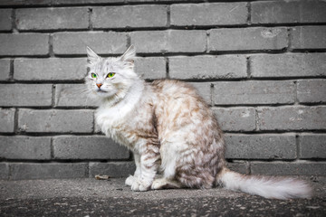 Gray cat on brick wall background