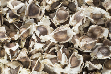 Moringa seeds - Moringa oleifera