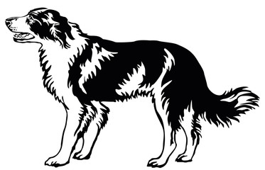 Decorative standing portrait of dog border collie, vector illustration