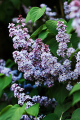 beautiful lilac blossom in the garden