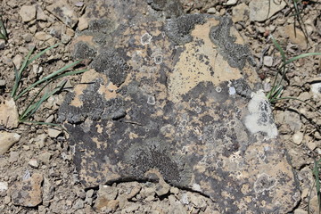 Stone Texture with Moss and Lichen