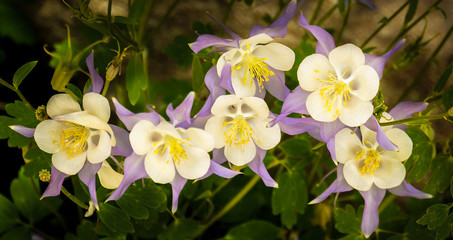 Colorado State Flower Columbine