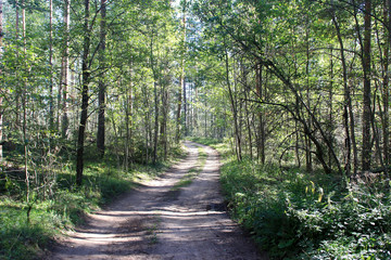 Fototapeta premium Widok na leśną drogę w słoneczny dzień
