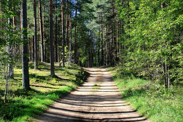 Obraz premium View of the forest road in the sunny day