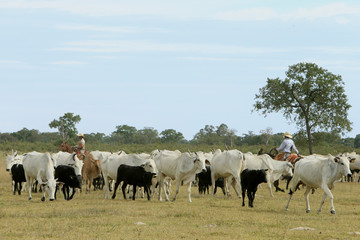 Fazenda de gado - MS