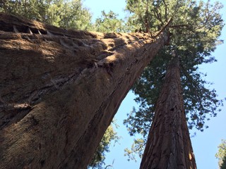 Giant Sequoias