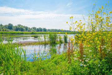 Fototapeta na wymiar Wild flowers along a lake in summer