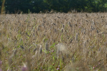 Wheat field