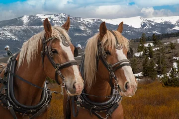 Foto op Canvas Team of Belgian draft horses in harness ready to be hitched to a wagon © gevans