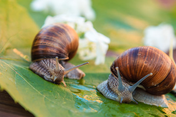 Grape snail. Culinary delicacy in many countries of the world, especially in France. Live nature. Flora and fauna. Macro shooting. Summer. Leaves of grapes and flowers.