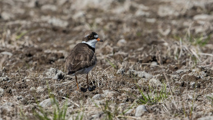 Semipalmated Plover
