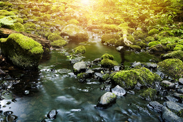 creek with stones covered with fresh green moss