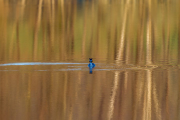 oiseau ambazac