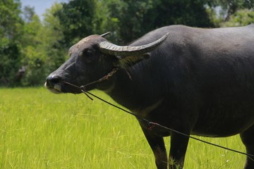 Buffalo is a four-foot animal that feeds on long, spiky, and spiked cats. Grass is a food to live...