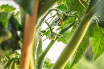 Kleine grüne Tomate