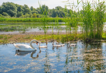 Swans and cygnets swimming in a lake in summer