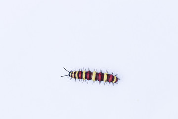 Caterpillar on white bacground., close up caterpillar