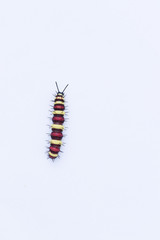 Caterpillar on white bacground., close up caterpillar