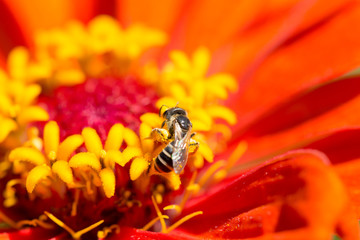 Bee in Flower