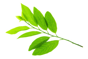 Green leaf isolated on white background.