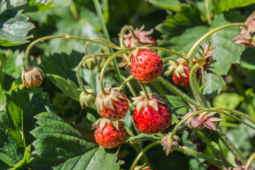 Erdbeeren