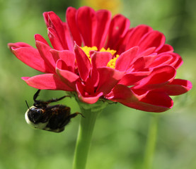 Bee in Flower