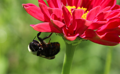 Bee in Flower