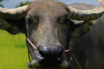 Buffalo is a four-foot animal that feeds on long, spiky, and spiked cats. Grass is a food to live in a rural outdoor field.