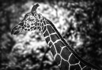 giraffe