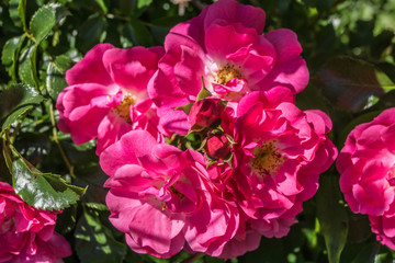 Rosarote Rose