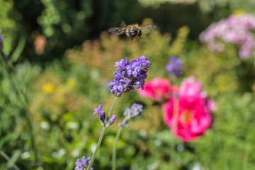 Lavendel mit einer fliegenden Biene