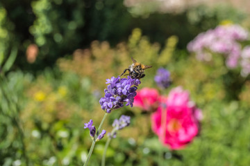 Lavendel mit einer Biene