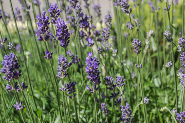Lavendel 
