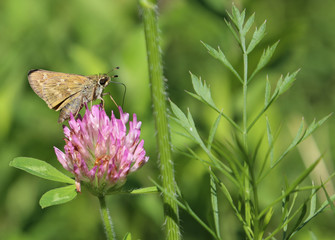 Pollination