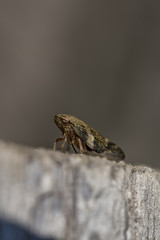 Jump insect on old tree