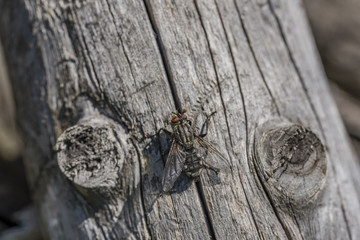 Fly on old tree in summer day