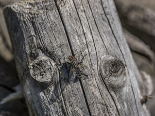 Fly on old tree in summer day