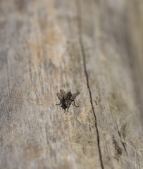 Fly on old tree in summer day