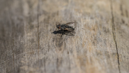 Fly on old tree in summer day