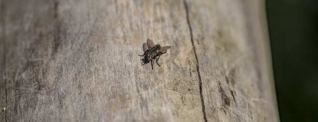 Fly on old tree in summer day