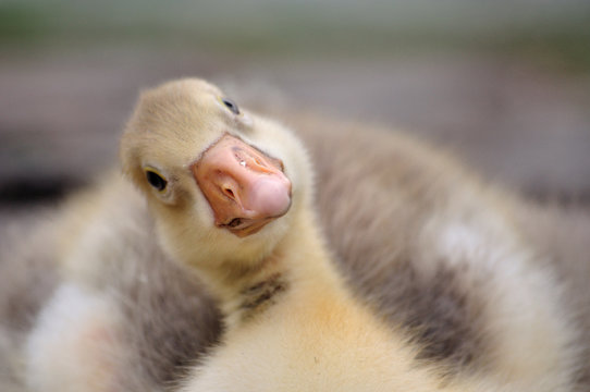 gosling or duckling looking funny