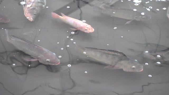 Tilapia fish in fish farm
